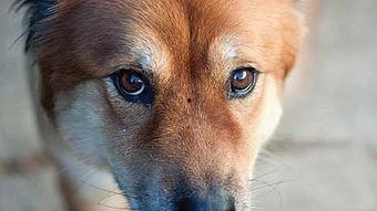 成人版灰狼视频下载,热门资源一网打尽