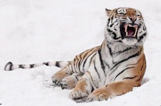 小老虎变成人了吗视频大全,从森林到人间的奇幻之旅