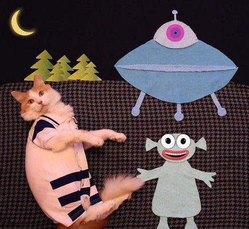 橘猫变成人的视频,从萌宠到人类的奇幻之旅