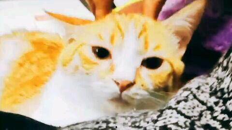 橘猫变成人的视频,从萌宠到人类的奇幻之旅