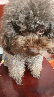 成人泰迪走路视频播放,捕捉萌宠日常瞬间