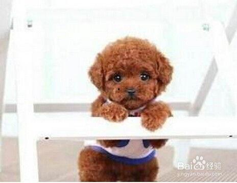 成人泰迪走路视频播放,捕捉萌宠日常瞬间